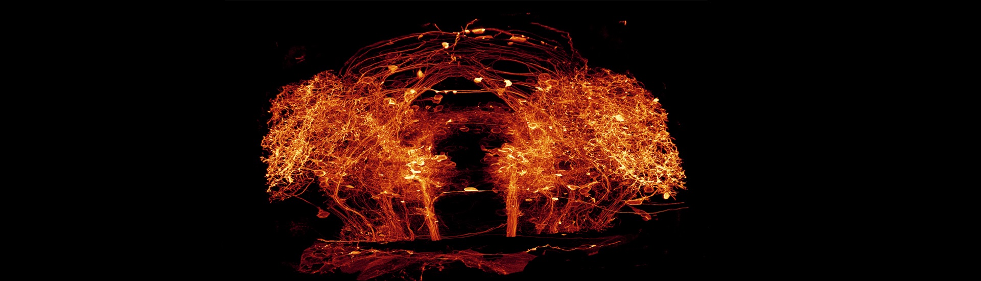 多模態(tài)感覺(jué)信息整合與決策的神經(jīng)機(jī)制